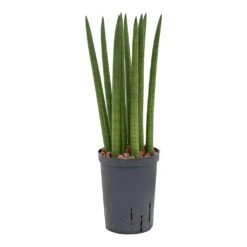 Sansevieria Cylindrica Straight - HydroCare 12 Sansevieria Cylindrica Straight - HydroCare -Plant Promotion Store Sansevieria cylindrica Straight Hydroculture Indoor Plant Small