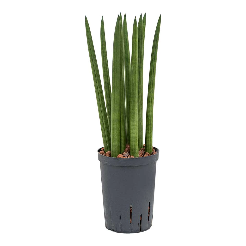 Sansevieria Cylindrica Straight - HydroCare 7 Sansevieria Cylindrica Straight - HydroCare - Image 5