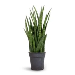 Sansevieria Kirkii - Star Sansevieria -Plant Promotion Store Sansevieria kirki Star Sansevieria