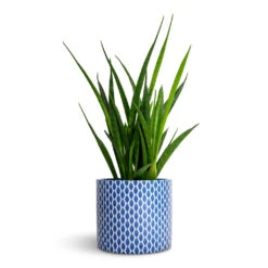 Sansevieria Kirkii - Star Sansevieria -Plant Promotion Store Sansevieria kirkii Star Sansevieria 12x40cm Lazzaro Plant Pot Navy Garland 15x13cm fc570d02 9732 4868 a8d4 6f84751a545c