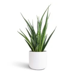 Sansevieria Kirkii - Star Sansevieria -Plant Promotion Store Sansevieria kirkii Star Sansevieria 12x40cm Lisbon Plant Pot White 13x13cm