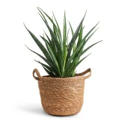 Sansevieria Kirkii - Star Sansevieria -Plant Promotion Store Sansevieria kirkii Star Sansevieria 12x40cm Nelis Plant Basket Natural 16x16cm