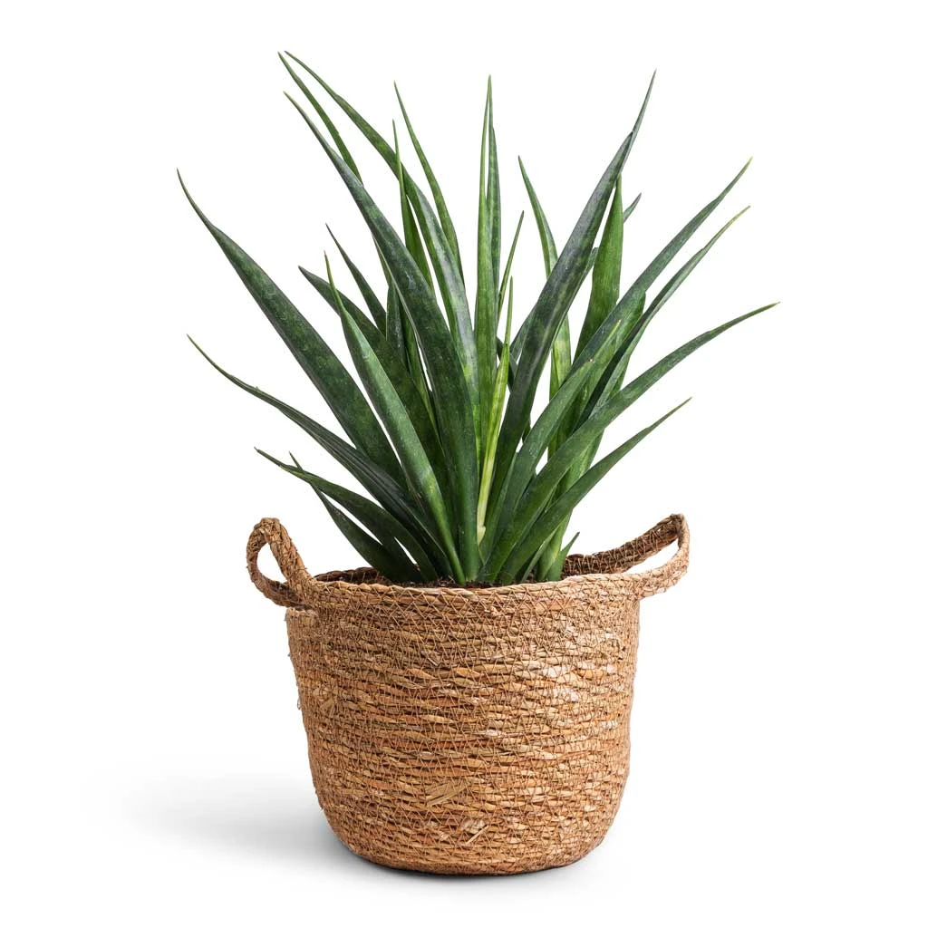 Nelis Plant Basket - Natural 10 Nelis Plant Basket - Natural - Image 8