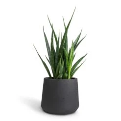 Sansevieria Kirkii - Star Sansevieria -Plant Promotion Store Sansevieria kirkii Star Sansevieria 12x40cm Patt Plant Pot Black Washed 17x14cm