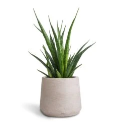 Sansevieria Kirkii - Star Sansevieria -Plant Promotion Store Sansevieria kirkii Star Sansevieria 12x40cm Patt Plant Pot Grey Washed 17x14cm
