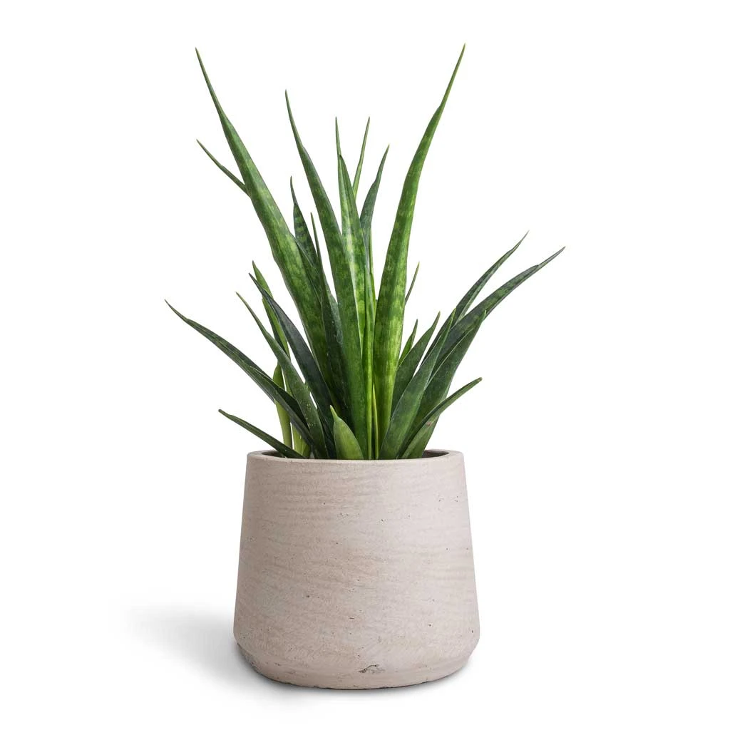Patt Plant Pot - Grey Washed 16 Patt Plant Pot - Grey Washed - Image 14