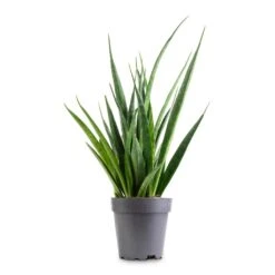 Sansevieria Kirkii - Star Sansevieria -Plant Promotion Store Sansevieria kirkii Star Sansevieria 12x40cm 9e5912c2 2f76 4635 bd61 0503655eb881