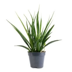 Sansevieria Kirkii - Star Sansevieria -Plant Promotion Store Sansevieria kirkii Star Sansevieria 15x50cm