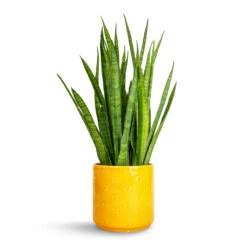 Arley Plant Pot - Yellow Bee -Plant Promotion Store Sansevieria kirkii Star Sansevieria 15x50cm Arley Plant Pot Yellow Bee 17x17.5cm