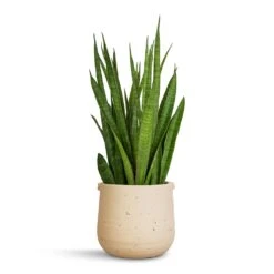 Aurora Terrazzo Handle Plant Pot - Oat 10 Aurora Terrazzo Handle Plant Pot - Oat -Plant Promotion Store Sansevieria kirkii Star Sansevieria 15x50cm Aurora Terrazzo Handle Plant Pot Oat 19x17cm