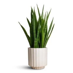 Bourton Scalloped Plant Pot - Ivory -Plant Promotion Store Sansevieria kirkii Star Sansevieria 15x50cm Bourton Scalloped Plant Pot Ivory 18x18cm