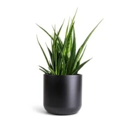 Lisbon Plant Pot - Anthracite -Plant Promotion Store Sansevieria kirkii Star Sansevieria 15x50cm Lisbon Plant Pot Anthracite 19x19cm 04bc8ccc 862c 4a56 8f93 52202b21fa9c