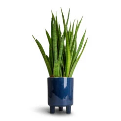 Sansevieria Kirkii - Star Sansevieria -Plant Promotion Store Sansevieria kirkii Star Sansevieria 15x50cm Pisa Plant Pot Navy 16x19cm 53ca1365 95d0 41e8 aa9e b17140d52fac