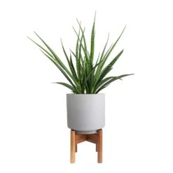Sansevieria Kirkii - Star Sansevieria -Plant Promotion Store Sansevieria kirkii Star Sansevieria 15x50cm Vigo Plant Pot with Wooden Stand Concrete Grey 19x29cm
