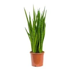 Sansevieria Kirkii - Star Sansevieria -Plant Promotion Store Sansevieria kirkii Star Sansevieria 17x75cm