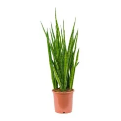 Sansevieria Kirkii - Star Sansevieria -Plant Promotion Store Sansevieria kirkii Star Sansevieria 21x85cm