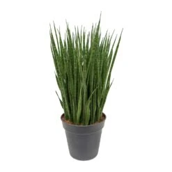 Sansevieria Kirkii - Star Sansevieria -Plant Promotion Store Sansevieria kirkii Star Sansevieria 30x110cm