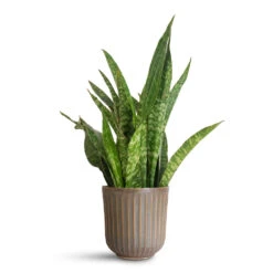 Roger Plant Pot - Thyme -Plant Promotion Store Sansevieria masoniana Dragon 14x50cm Roger Pot Thyme 17x17cm 1