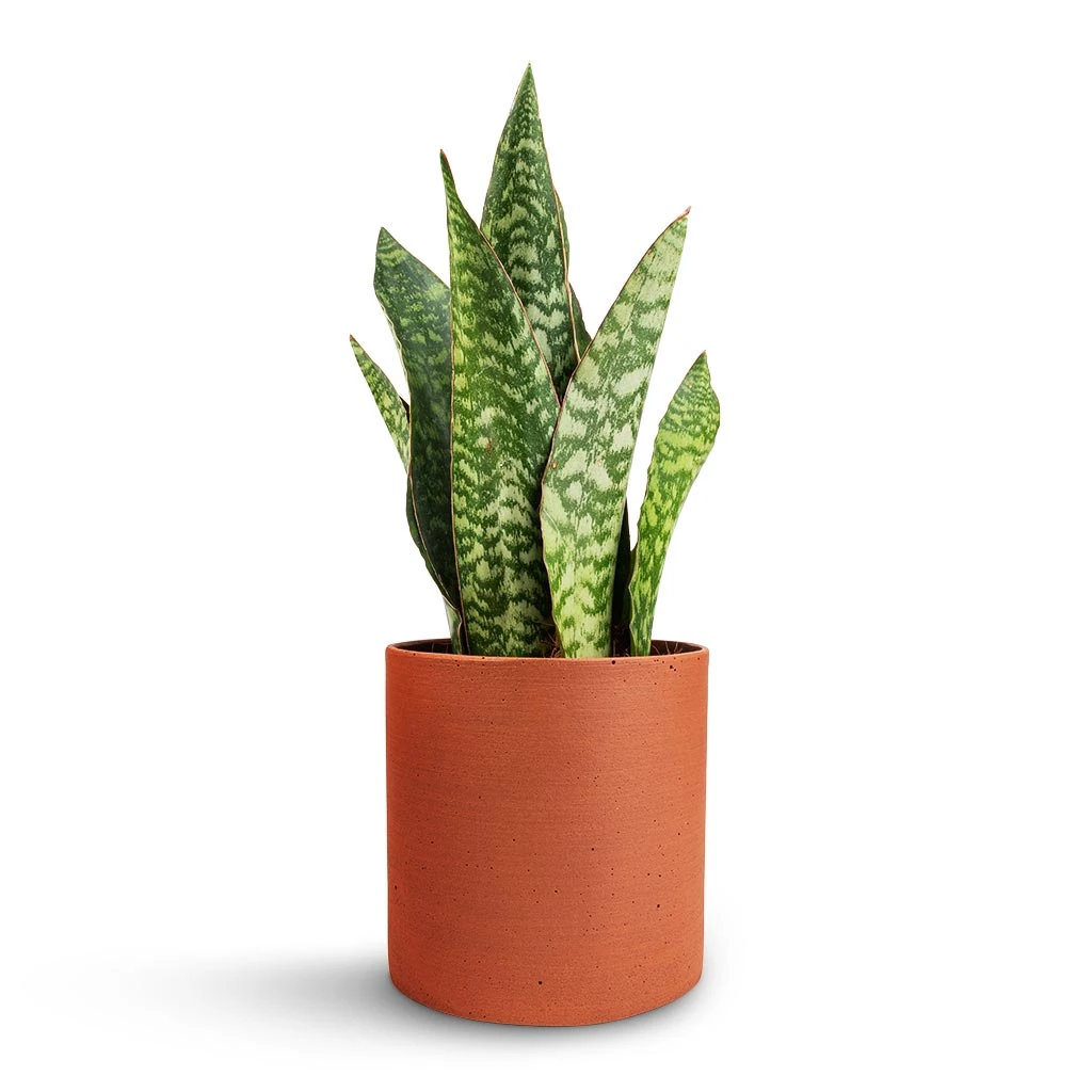 Sansevieria Masoniana Dragon - Snake Plant 10 Sansevieria Masoniana Dragon - Snake Plant - Image 8