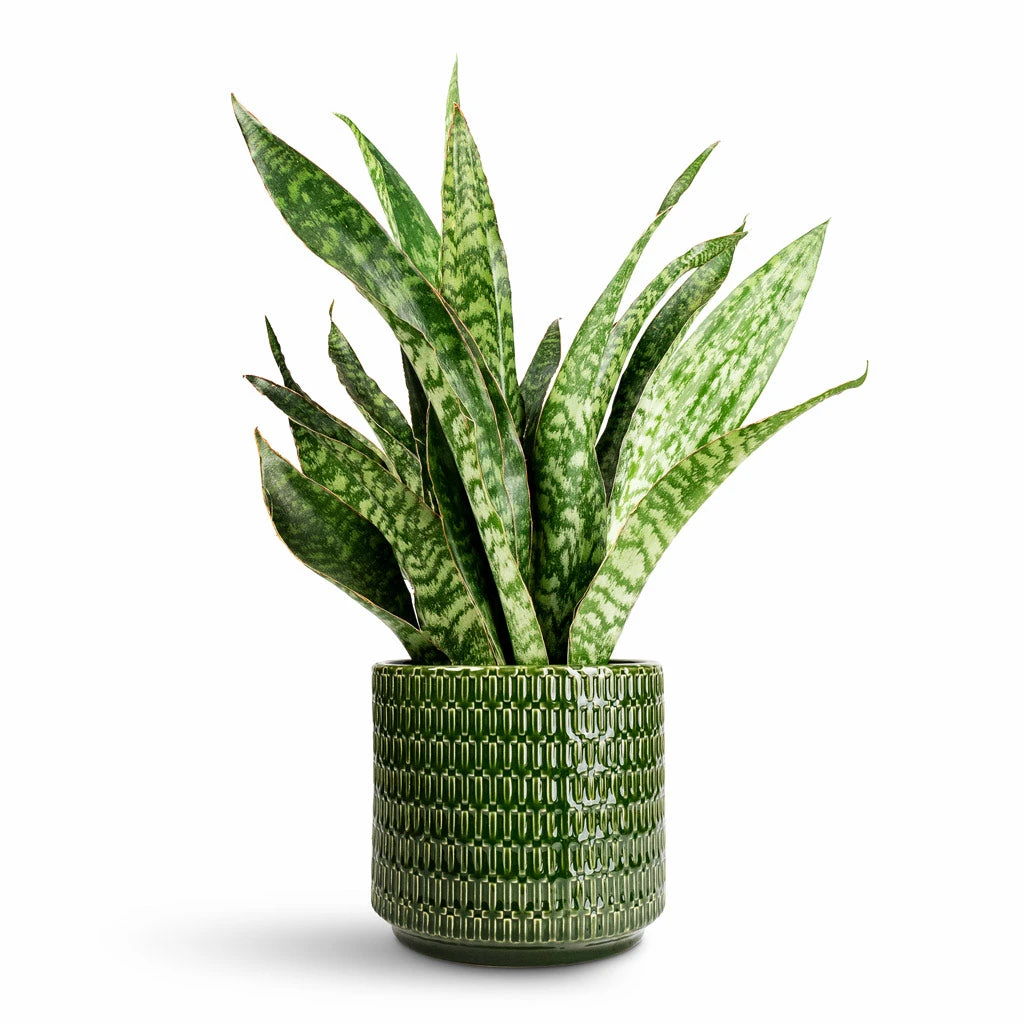 Flor Plant Pot - Green 4 Flor Plant Pot - Green - Image 2