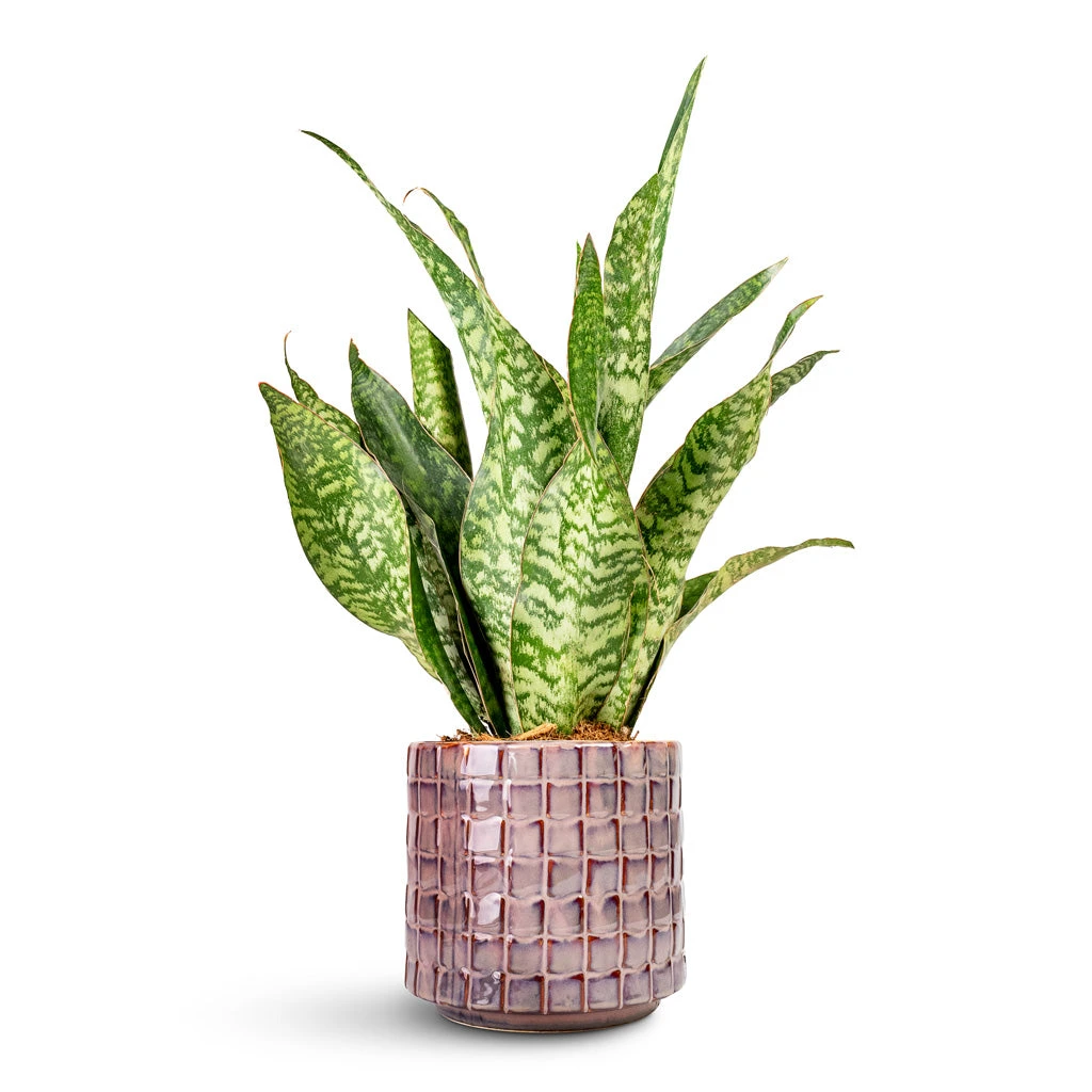 Sansevieria Masoniana Dragon - Snake Plant 5 Sansevieria Masoniana Dragon - Snake Plant - Image 3