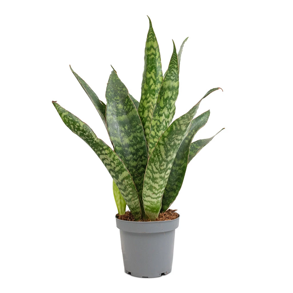 Sansevieria Masoniana Dragon - Snake Plant 9 Sansevieria Masoniana Dragon - Snake Plant - Image 7
