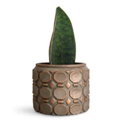 Jurre Plant Pot - Rose Rust 15 Jurre Plant Pot - Rose Rust -Plant Promotion Store Sansevieria masoniana Victoria 10x30cm Jurre Pot Rose Rust 14x11cm 1