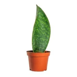 Sansevieria Masoniana Victoria - Shark Fin Snake Plant -Plant Promotion Store Sansevieria masoniana Victoria Shark Fin