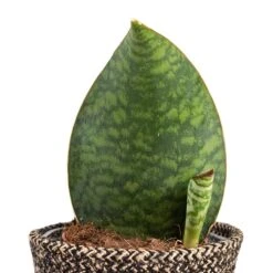 Sansevieria Masoniana Victoria - Shark Fin Snake Plant -Plant Promotion Store Sansevieria masoniana Victoria Shark Fin Snake Plant 10x30cm Behind Selin Plant Basket Black Weave 15x12cm a5f8380b f94b 4370 a2b8 25952b2fd065