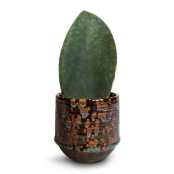 Sansevieria Masoniana Victoria - Shark Fin Snake Plant -Plant Promotion Store Sansevieria masoniana Victoria Shark Fin Snake Plant 10x30cm Noud Plant Pot Marrakesh 14x13cm