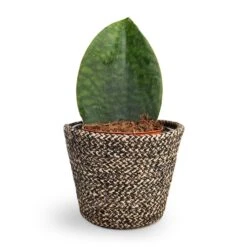 Sansevieria Masoniana Victoria - Shark Fin Snake Plant -Plant Promotion Store Sansevieria masoniana Victoria Shark Fin Snake Plant 10x30cm Selin Plant Basket Black Weave 15x12cm 868ed301 5f53 403c bda6 69cf4f56b641