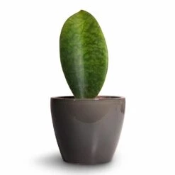 Sansevieria Masoniana Victoria - Shark Fin Snake Plant -Plant Promotion Store Sansevieria masoniana Victoria Shark Fin Snake Plant 10x30cm Sven Plant Pot Smoke 13x11cm 4945c3c7 5ce4 47cf beb9 827fd06eb49b