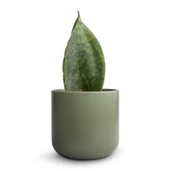 Lisbon Plant Pot - Sage -Plant Promotion Store Sansevieria masoniana Victoria Shark Fin Snake Plant 10x30cmLisbon Plant Pot Sage 13x13cm 2