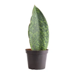 Sansevieria Masoniana Victoria - Shark Fin Snake Plant -Plant Promotion Store Sansevieria masoniana Victoria Shark Fin Snake Plant 12x40cm