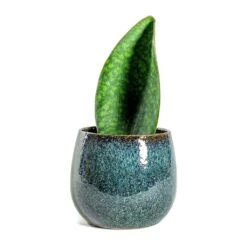 Sansevieria Masoniana Victoria - Shark Fin Snake Plant -Plant Promotion Store Sansevieria masoniana Victoria Shark Fin odile petrol plant pot