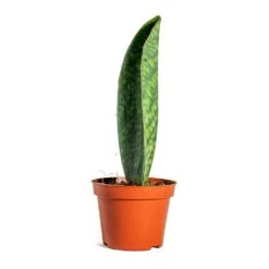 Sansevieria Masoniana Victoria - Shark Fin Snake Plant -Plant Promotion Store Sansevieria masoniana Victoria Shark Fin side