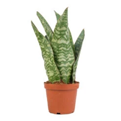 Sansevieria Masoniana Dragon - Snake Plant 15 Sansevieria Masoniana Dragon - Snake Plant -Plant Promotion Store Sansevieria masoniana Dragon