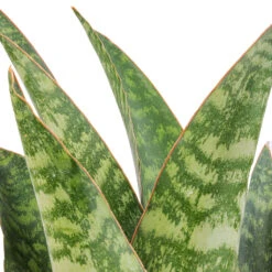 Sansevieria Masoniana Dragon - Snake Plant 14 Sansevieria Masoniana Dragon - Snake Plant -Plant Promotion Store Sansevieria masoniana Dragon SWATCH 2