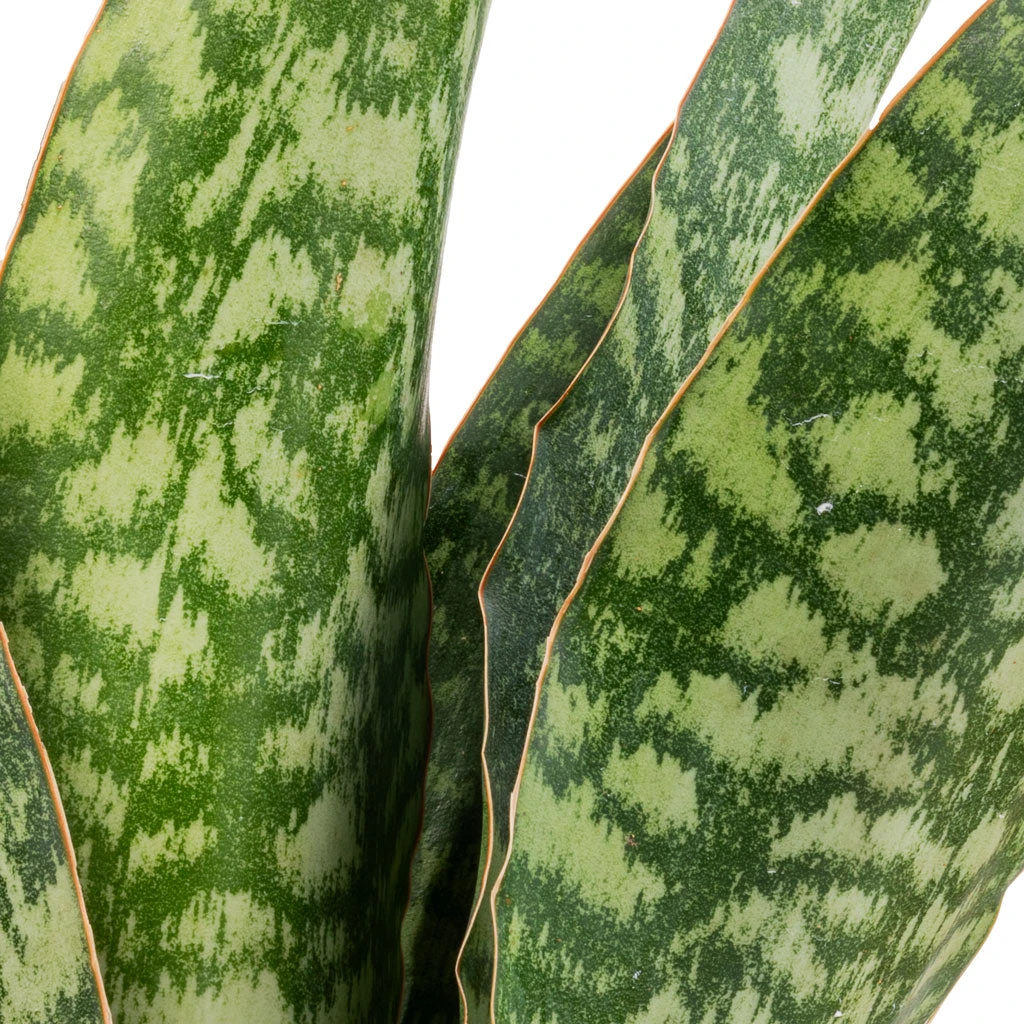 Sansevieria Masoniana Dragon - Snake Plant 8 Sansevieria Masoniana Dragon - Snake Plant - Image 6