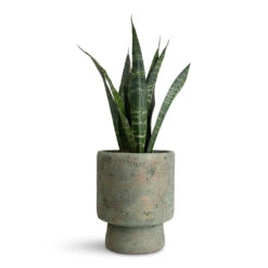Sansevieria Trifasciata Black Coral - Snake Plant -Plant Promotion Store Sansevieria trifasciata Black Coral 12x40cm Aily Pot Grey Teal 19x23cm