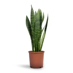 Sansevieria Trifasciata Black Coral - Snake Plant -Plant Promotion Store Sansevieria trifasciata Black Coral Snake Plant 14x50cm