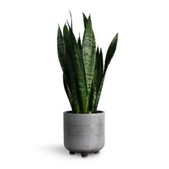 Sansevieria Trifasciata Black Coral - Snake Plant -Plant Promotion Store Sansevieria trifasciata Black Coral Snake Plant 14x50cm Denise Plant Pot Of White 17x17cm