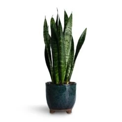 Kaat Plant Pot - Petrol 17 Kaat Plant Pot - Petrol -Plant Promotion Store Sansevieria trifasciata Black Coral Snake Plant 14x50cm Kaat Plant Pot Petrol 16x16cm 56d475e4 0c77 4ab1 9a07 cbdadab9b84b