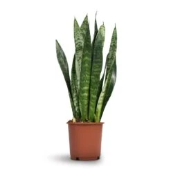 Sansevieria Trifasciata Black Coral - Snake Plant -Plant Promotion Store Sansevieria trifasciata Black Coral Snake Plant 17x60cm