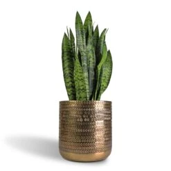 Solis Embossed Plant Pot - Gold -Plant Promotion Store Sansevieria trifasciata Black Coral Snake Plant 17x60cm Solis Embossed Plant Pot Gold 25x25cm