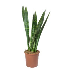 Sansevieria Trifasciata Black Coral - Snake Plant -Plant Promotion Store Sansevieria trifasciata Black Coral Snake Plant