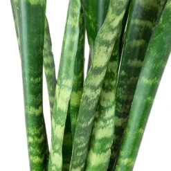 Sansevieria Trifasciata Black Coral - Snake Plant -Plant Promotion Store Sansevieria trifasciata Black Coral Snake Plant Leaves