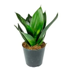 Sansevieria Trifasciata Black Dragon - Snake Plant