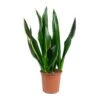Sansevieria Trifasciata Diamond Flame - Snake Plant -Plant Promotion Store Sansevieria trifasciata Diamond Flame Snake Plant