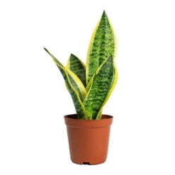 Sansevieria Trifasciata Futura Superba 30 Sansevieria Trifasciata Futura Superba -Plant Promotion Store Sansevieria trifasciata Futura Superba 12cm